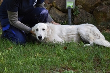 YOLANDE, Hund, Mischlingshund in Italien - Bild 2