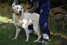 YOLANDE, Hund, Mischlingshund in Italien - Bild 3