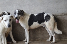 CADDEN, Hund, Mischlingshund in Italien - Bild 3