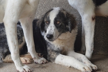 CAITLYN, Hund, Mischlingshund in Italien - Bild 2