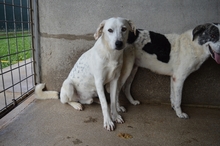 CREED, Hund, Mischlingshund in Italien - Bild 2