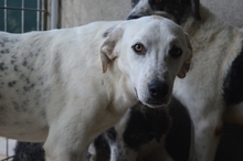 CREED, Hund, Mischlingshund in Italien - Bild 3