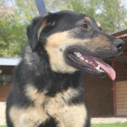 ORION, Hund, Mischlingshund in Slowakische Republik - Bild 2