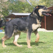 ORION, Hund, Mischlingshund in Slowakische Republik - Bild 3