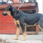 ORION, Hund, Mischlingshund in Slowakische Republik - Bild 5