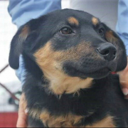 ORION, Hund, Mischlingshund in Slowakische Republik - Bild 6