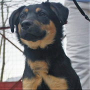ORION, Hund, Mischlingshund in Slowakische Republik - Bild 9