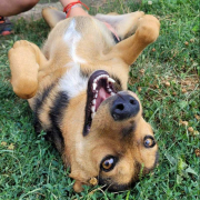 LUISA, Hund, Mischlingshund in Slowakische Republik - Bild 3