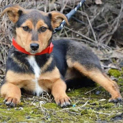 LUISA, Hund, Mischlingshund in Slowakische Republik - Bild 4