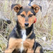 LUISA, Hund, Mischlingshund in Slowakische Republik - Bild 6