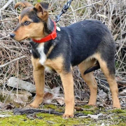 LUISA, Hund, Mischlingshund in Slowakische Republik - Bild 8