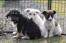 PAULINE, Hund, Mischlingshund in Rumänien - Bild 4