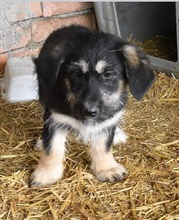 PAULINE, Hund, Mischlingshund in Rumänien - Bild 5