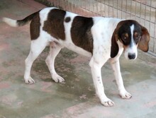 SPOT2, Hund, Mischlingshund in Zypern - Bild 2