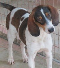 SPOT2, Hund, Mischlingshund in Zypern - Bild 3