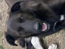 GLORIA, Hund, Mischlingshund in Italien - Bild 1