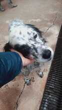 GRAHAM, Hund, English Setter in Bad Liebenwerda - Bild 3