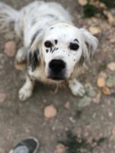 HARLEKIN, Hund, English Setter in Nohfelden - Bild 5