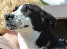 DENNY, Hund, Mischlingshund in Rumänien - Bild 1