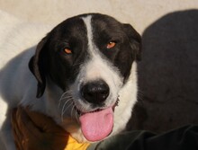 VANESSA, Hund, Mischlingshund in Rumänien - Bild 1