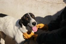 VANESSA, Hund, Mischlingshund in Rumänien - Bild 5