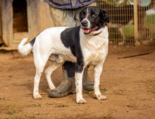 TIBIKE, Hund, Mischlingshund in Ungarn - Bild 1