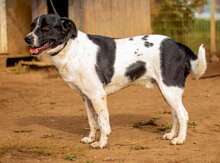 TIBIKE, Hund, Mischlingshund in Ungarn - Bild 2