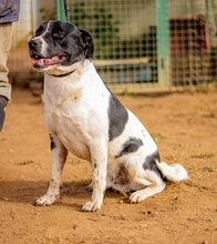 TIBIKE, Hund, Mischlingshund in Ungarn - Bild 3