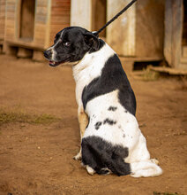 TIBIKE, Hund, Mischlingshund in Ungarn - Bild 5