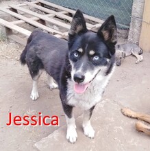 JESSICA, Hund, Mischlingshund in Bulgarien - Bild 1