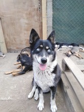 JESSICA, Hund, Mischlingshund in Bulgarien - Bild 2