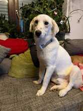 JACKOMO, Hund, Mischlingshund in Rumänien - Bild 5
