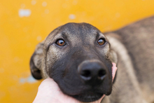 FILOUS, Hund, Mischlingshund in Kroatien - Bild 1