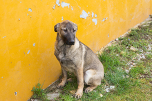 FILOUS, Hund, Mischlingshund in Kroatien - Bild 2