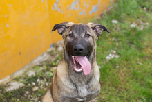 FILOUS, Hund, Mischlingshund in Kroatien - Bild 3