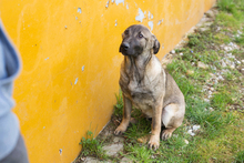 FILOUS, Hund, Mischlingshund in Kroatien - Bild 4