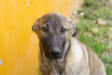 FILOUS, Hund, Mischlingshund in Kroatien - Bild 5
