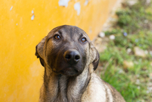 FILOUS, Hund, Mischlingshund in Kroatien - Bild 6