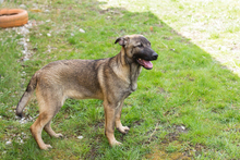 FILOUS, Hund, Mischlingshund in Kroatien - Bild 7