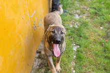 FILOUS, Hund, Mischlingshund in Kroatien - Bild 8