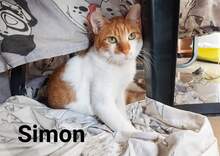 SIMON, Katze, Hauskatze in Griechenland - Bild 1