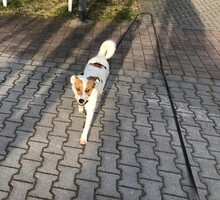 MARTY, Hund, Mischlingshund in Hünfelden - Bild 10