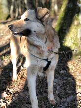 MASCHA, Hund, Mischlingshund in Polsingen - Bild 1