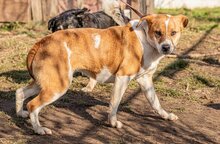 CILKO, Hund, Mischlingshund in Ungarn - Bild 1