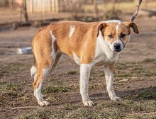 CILKO, Hund, Mischlingshund in Ungarn - Bild 2