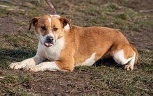 CILKO, Hund, Mischlingshund in Ungarn - Bild 3