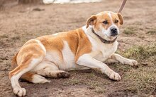 CILKO, Hund, Mischlingshund in Ungarn - Bild 4