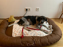 PINOQUIO, Hund, Mischlingshund in Portugal - Bild 3