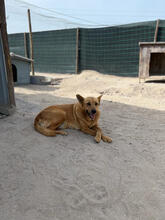 MILU, Hund, Mischlingshund in Portugal - Bild 5