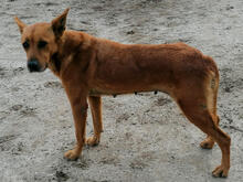 MILU, Hund, Mischlingshund in Portugal - Bild 8